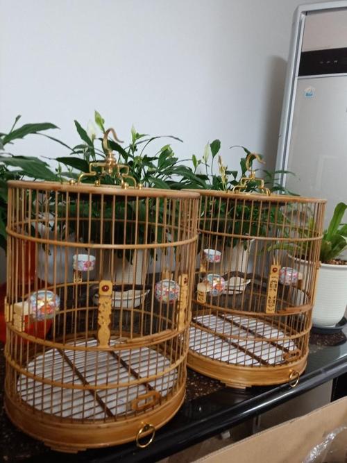 有大三口绝活的黄雀，还有段搞笑的趣史：黄雀的饲养和你想的不同