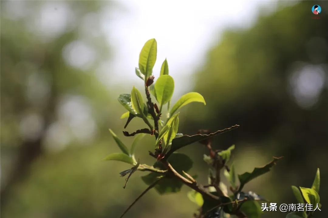 “锦绣茶尊”拍出1068万元天价，这喝的还是茶吗？