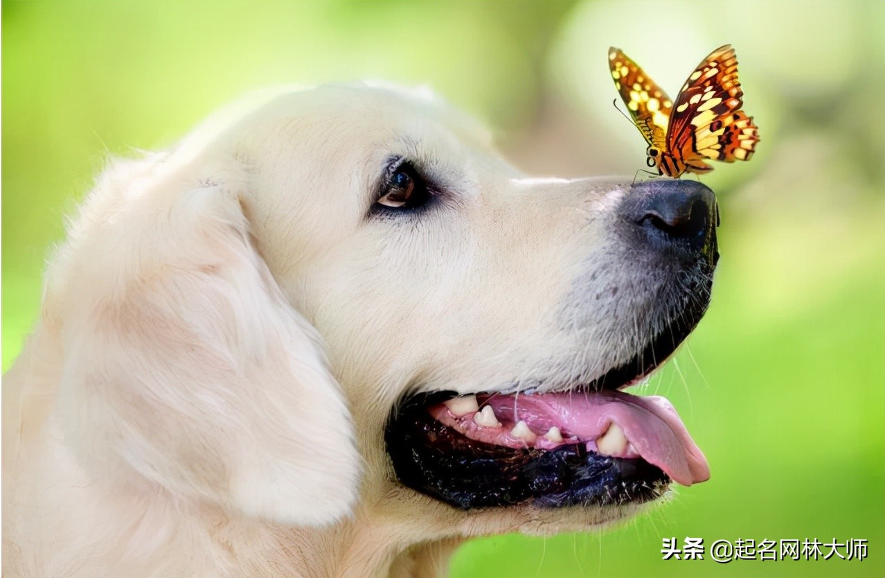 最有趣的狗狗名,时尚潮流狗狗的名