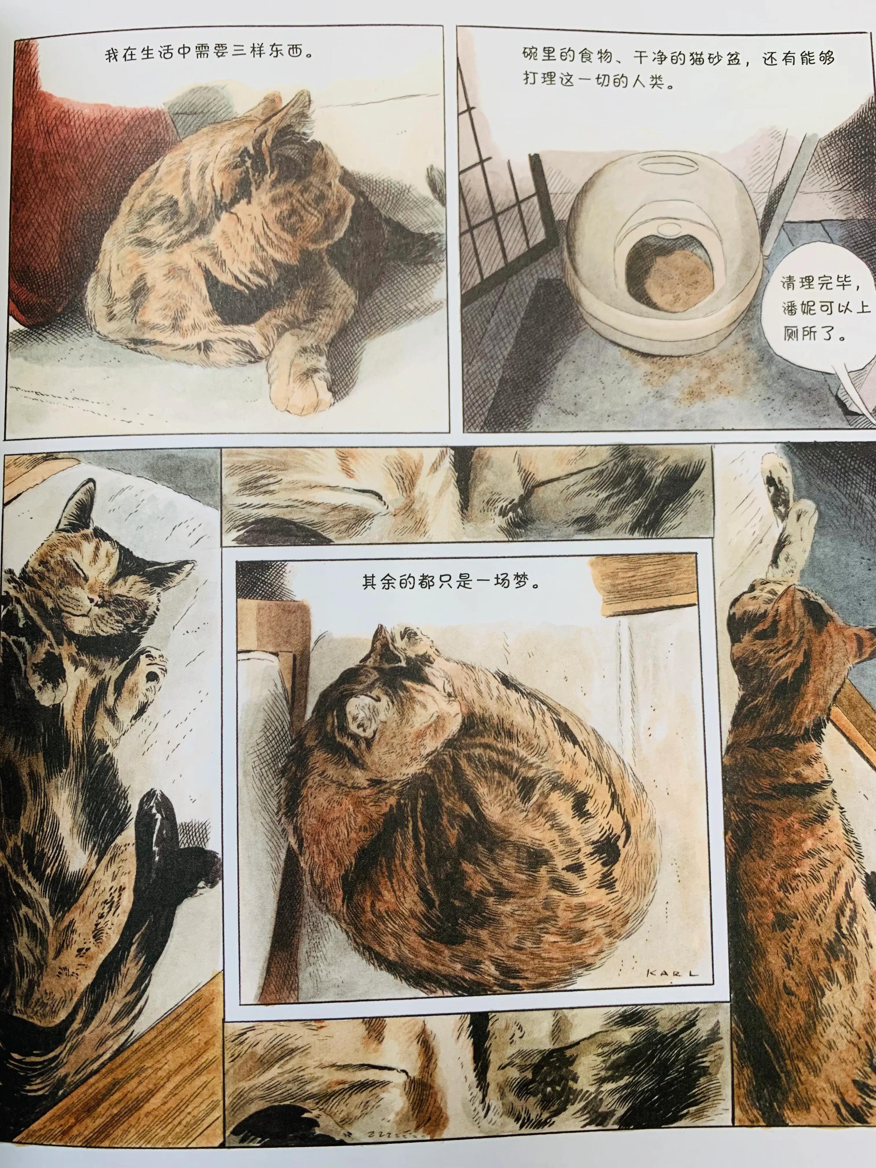 猫咪搞笑日常漫画,一个关于猫的搞笑漫画