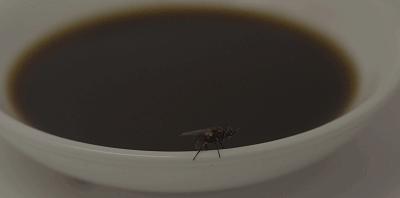 福寿螺和田螺都是卵生的吗,为什么田螺是胎生而福寿螺是卵生