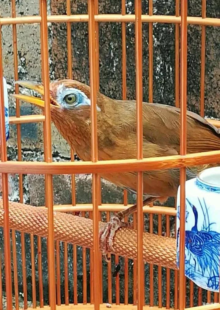 画眉鸟正确饲养的方法,画眉鸟饲养方法有哪些