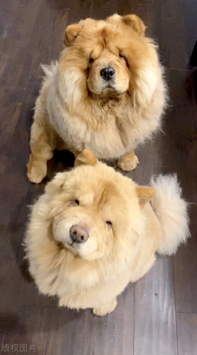 松狮犬的喂养与护理方法,松狮犬吃什么比较好养呢