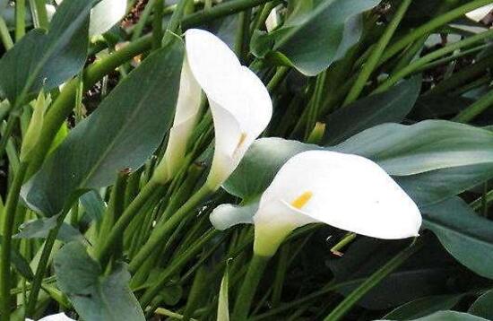 马蹄莲鲜切花花朵发黄焦边干枯,马蹄莲花蔫叶子发黄是什么原因