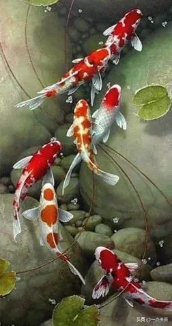 池中之仙，惊艳若此——锦鲤