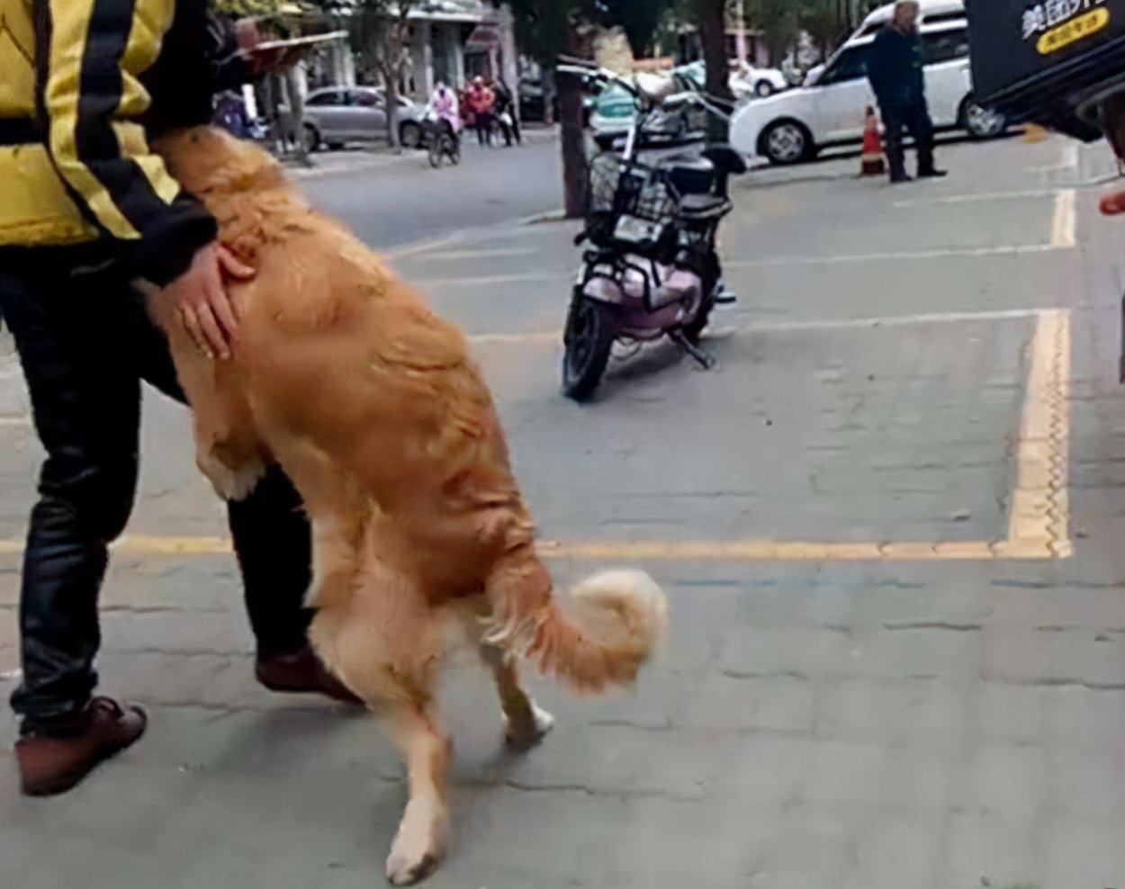 金毛犬忠诚到什么程度,金毛犬的魅力有多可怕