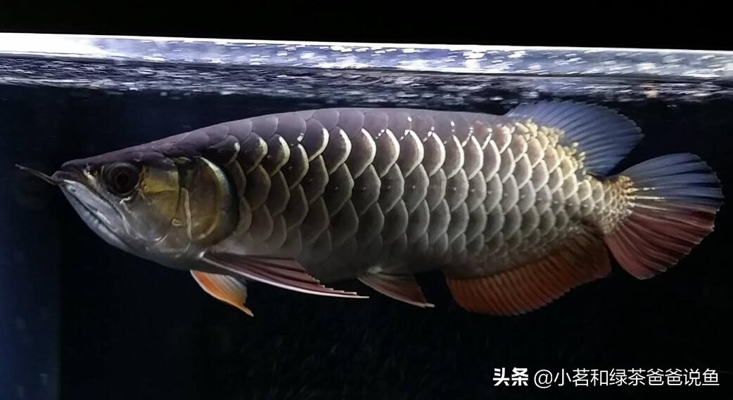 怎样才能养好龙鱼,龙鱼的饲养方法新买龙鱼怎样养