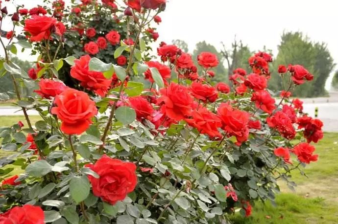 再过半个月，全国人民都将羡慕南阳