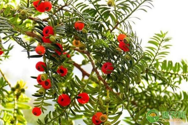 红豆杉种子怎么育苗,红豆杉种子育苗方法