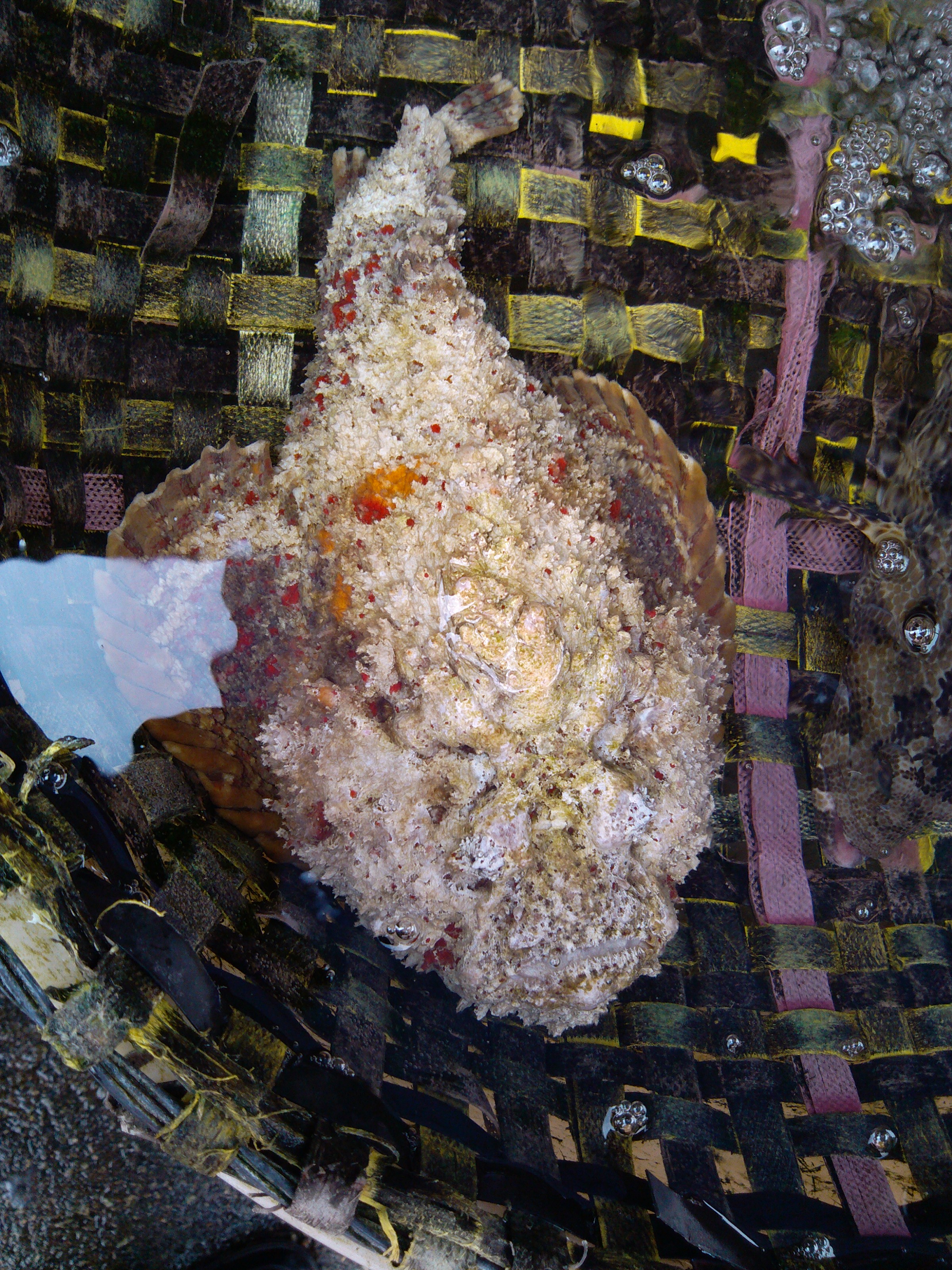 珠海石景山公园攻略,珠海澳门环岛游时间表