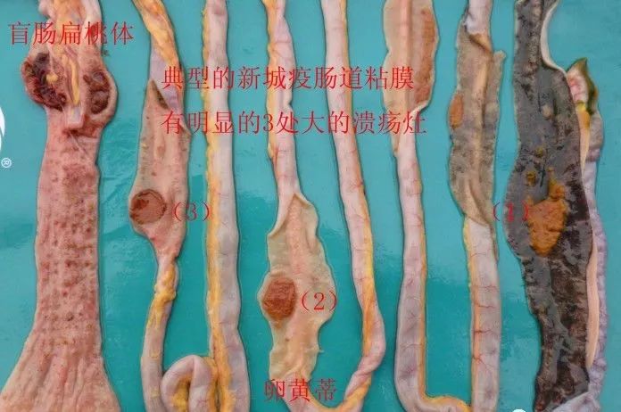 家禽常见疾病及检测方法书籍,家禽养殖疾病诊断