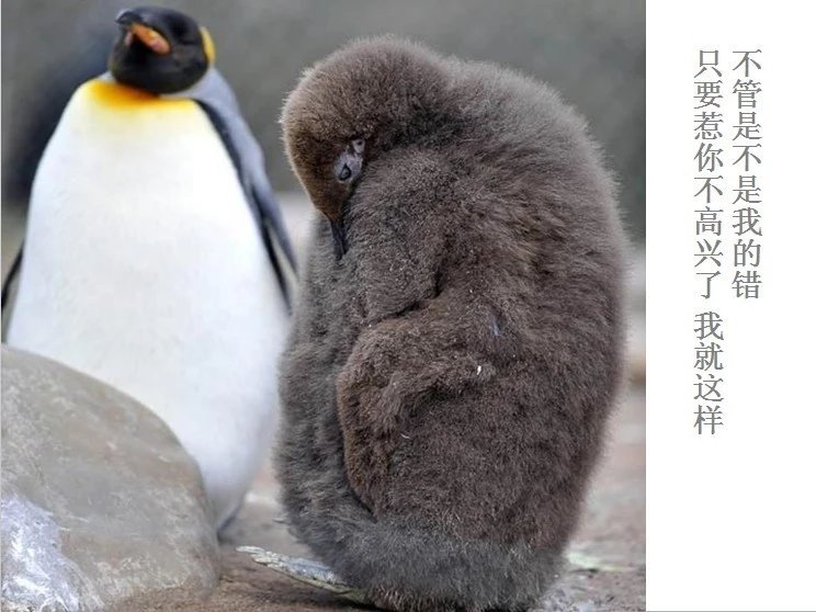 我只想说声爱你,只想再爱你一次