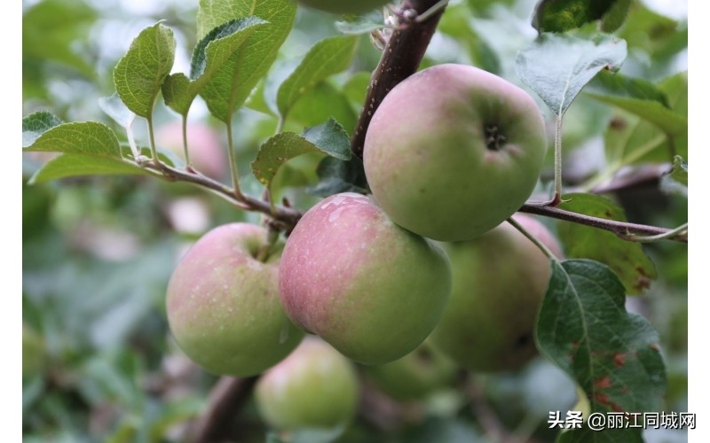 华坪县腊姑河乡旅游,华坪腊姑河乡村旅游
