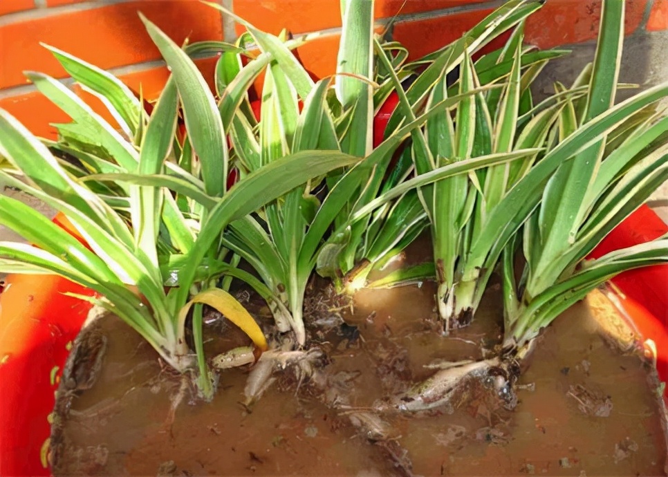 吊兰水培养鱼怎么养好活,水培吊兰可以养小鱼