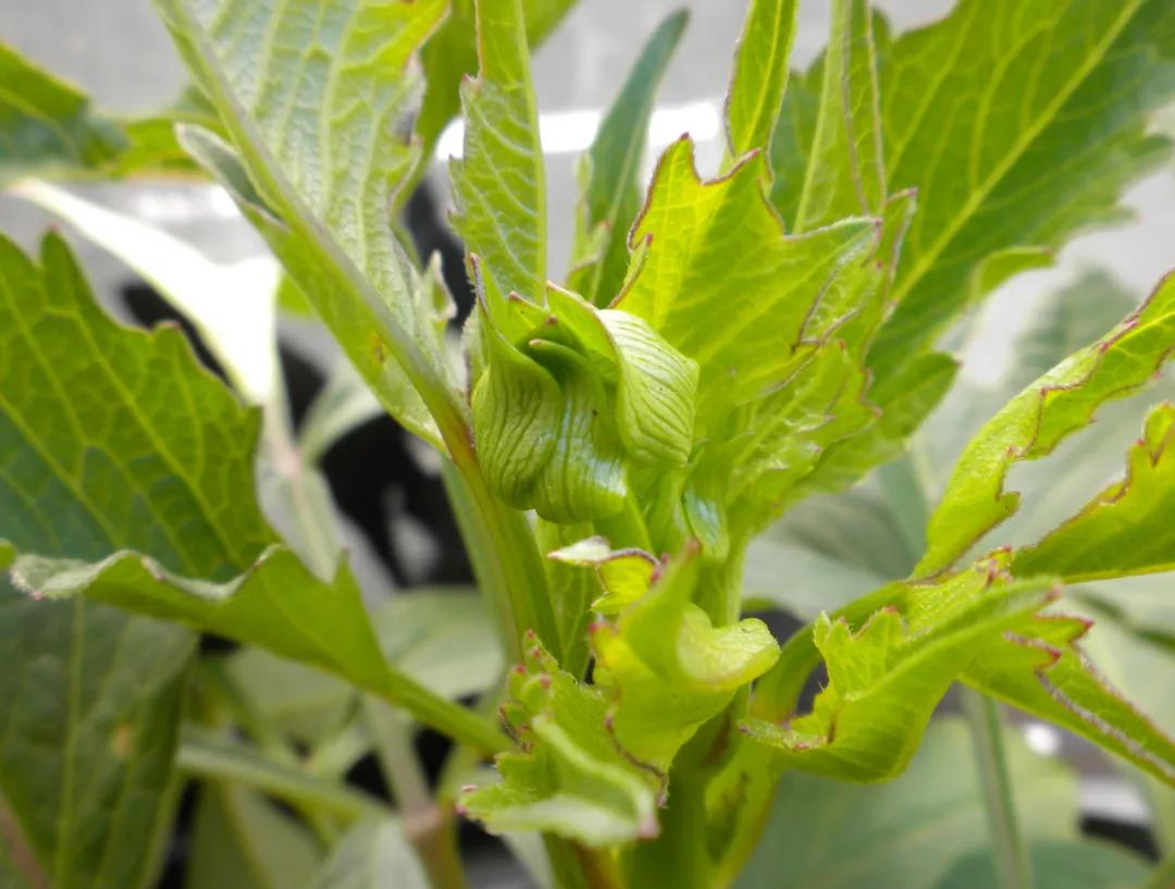 大丽花叶子发黄不开花,大丽花不开花施什么肥