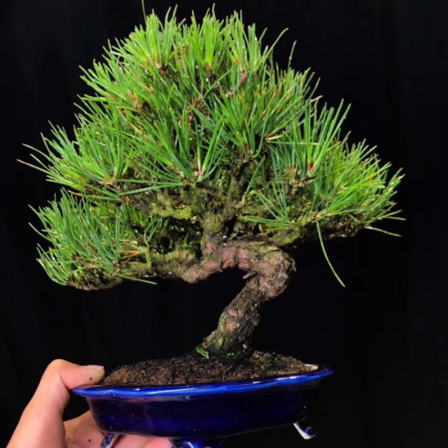 日本三河黑松盆景北方过冬,日本三河黑松小盆景