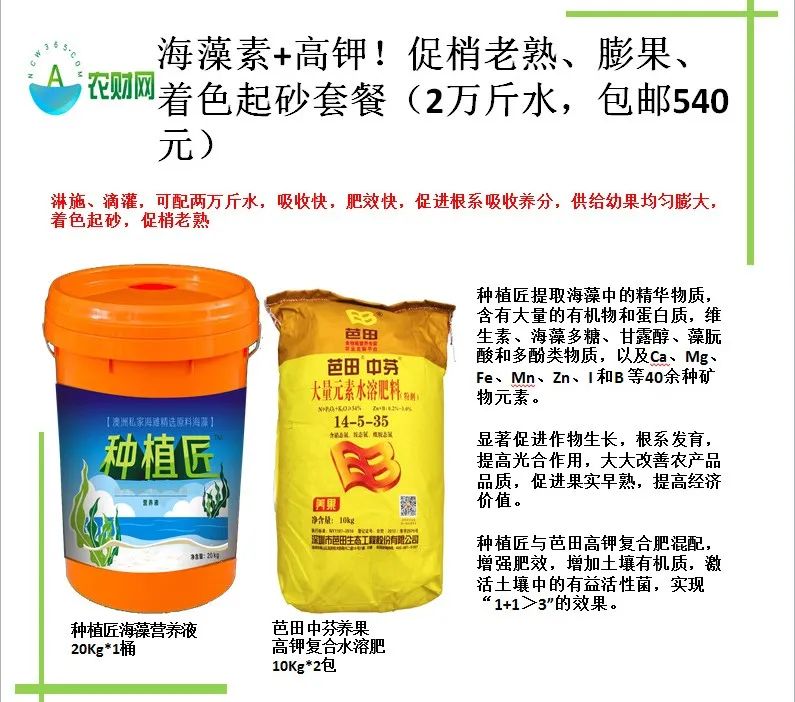 柑橘爱媛用什么肥能提早上市,脐橙爱媛