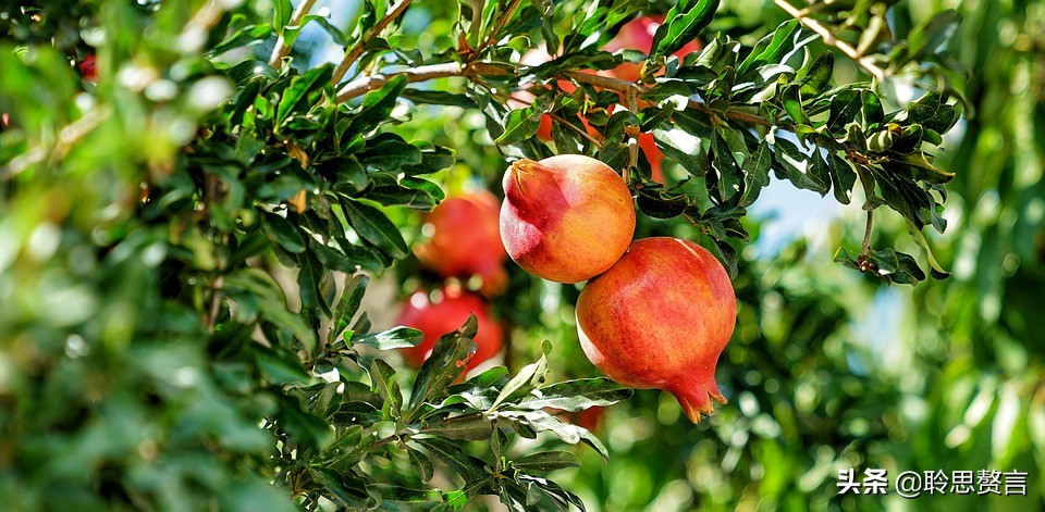 有关石榴的诗词,石榴树诗词