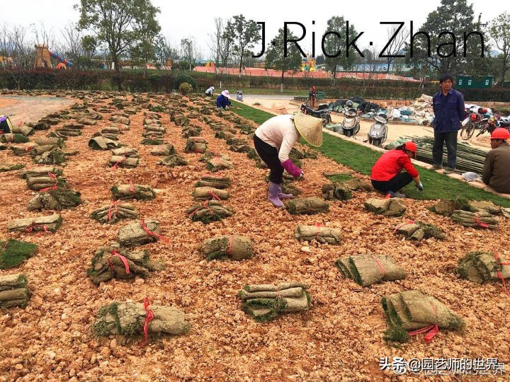 怎么种植草坪不长杂草,如何养好草坪