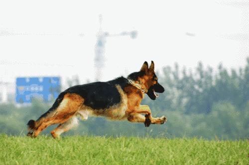 温柔的中亚牧羊犬,温柔的黑犬
