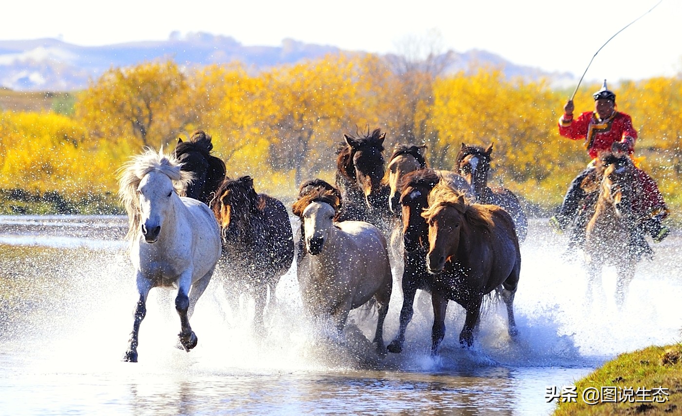 塞罕坝国家森林公园门票价格,塞罕坝2022年收门票吗