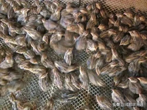 法巨鹌鹑养殖技术,鹌鹑的养殖技术需掌握这三点