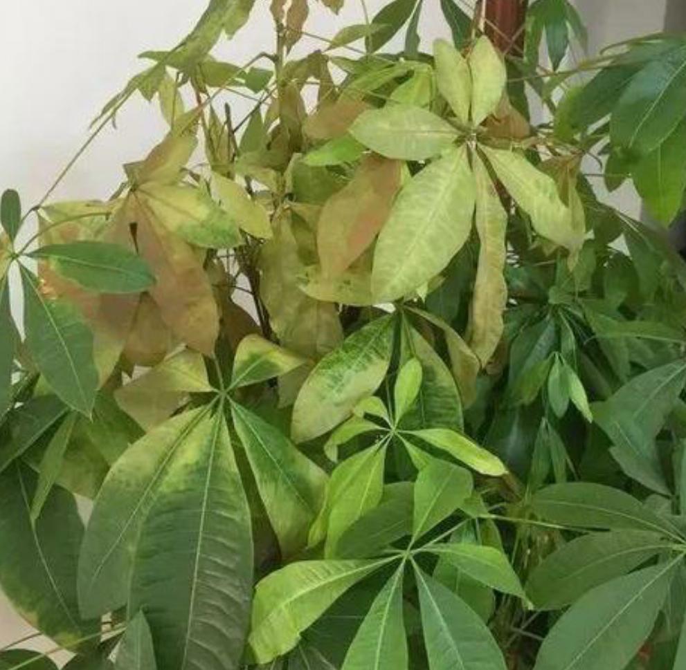 发财树冬天怎么养不掉叶不黄叶,冬季发财树枝叶枯萎要不要剪掉