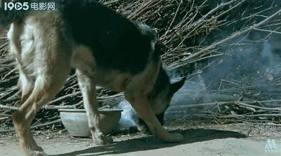 功勋军犬为拍戏被炸死片段,为了电影而被炸成碎片的军犬