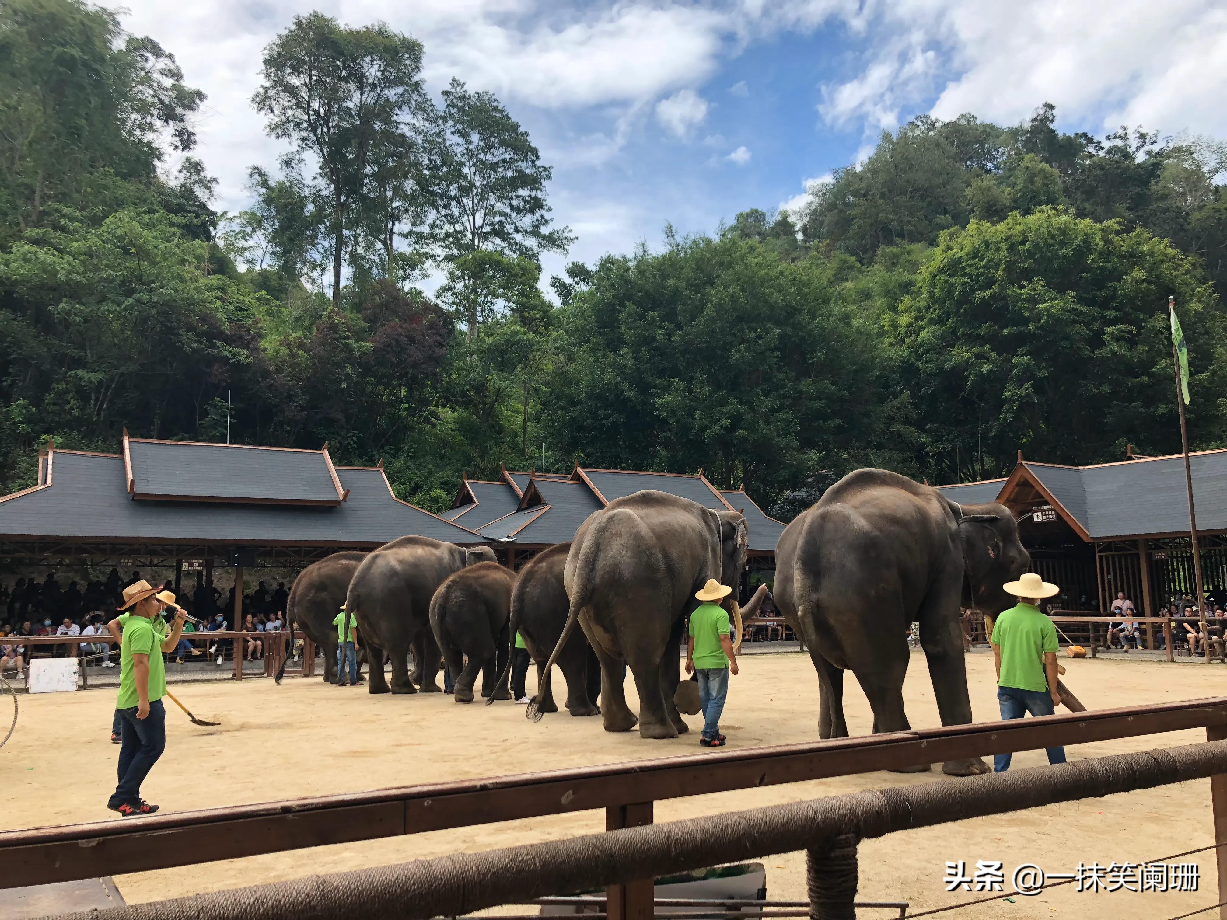 云南西双版纳野象谷大象学校表演,西双版纳野象谷大象表演时间表