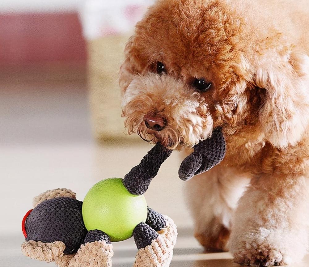 你还在给你家狗狗吃冻干粮吗,你还在给狗狗吃火腿肠吗