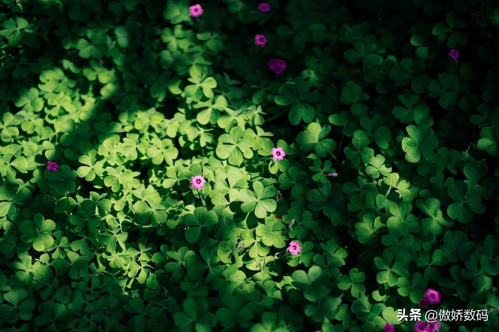 拙政园最让人欣赏的地方,拙政园十大特色