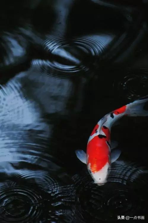 池中之仙，惊艳若此——锦鲤