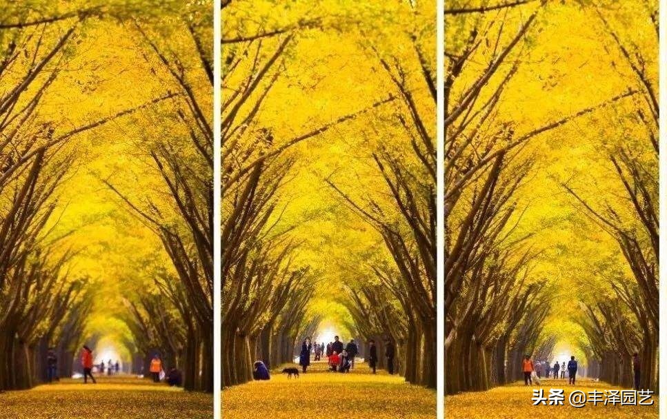 2021银杏树行情园林网,2023年银杏树价格走势