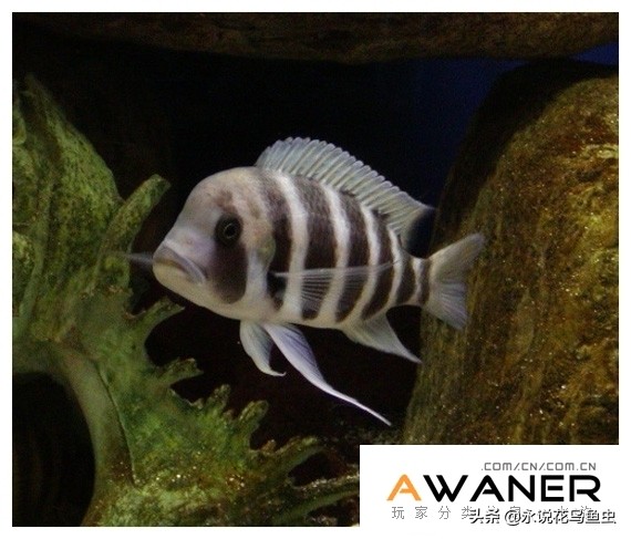 慈鲷品种及图片,慈鲷科都有哪些厉害的品种