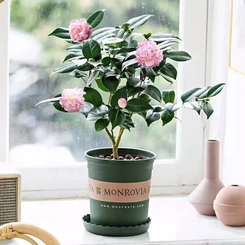 养花公认最美4种花满屋飘香,公认最好养的五种花