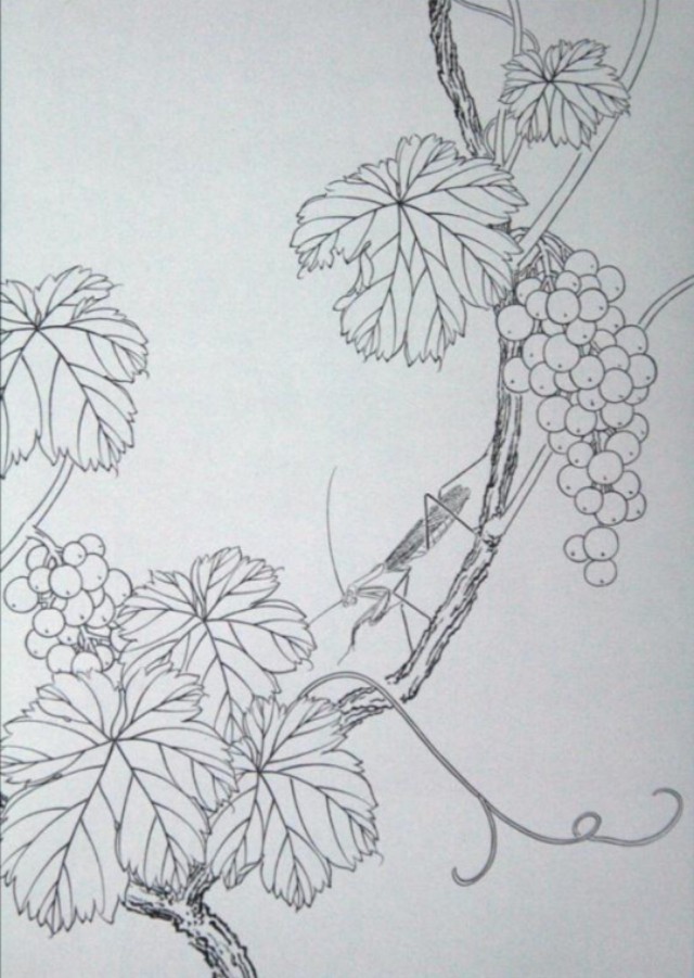 工笔勾线葡萄的画法,工笔画葡萄的上色画法步骤