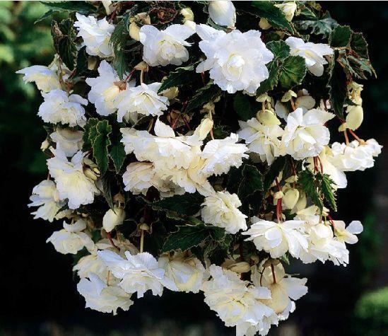 春天养花用什么种好,玛格丽特春天