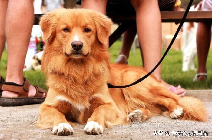 网上买狗狗去哪里买比较好,网上狗狗在哪儿买最安全