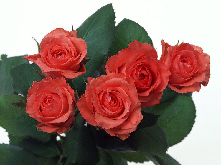 玫瑰花开的美景图片,玫瑰花美丽动人图片