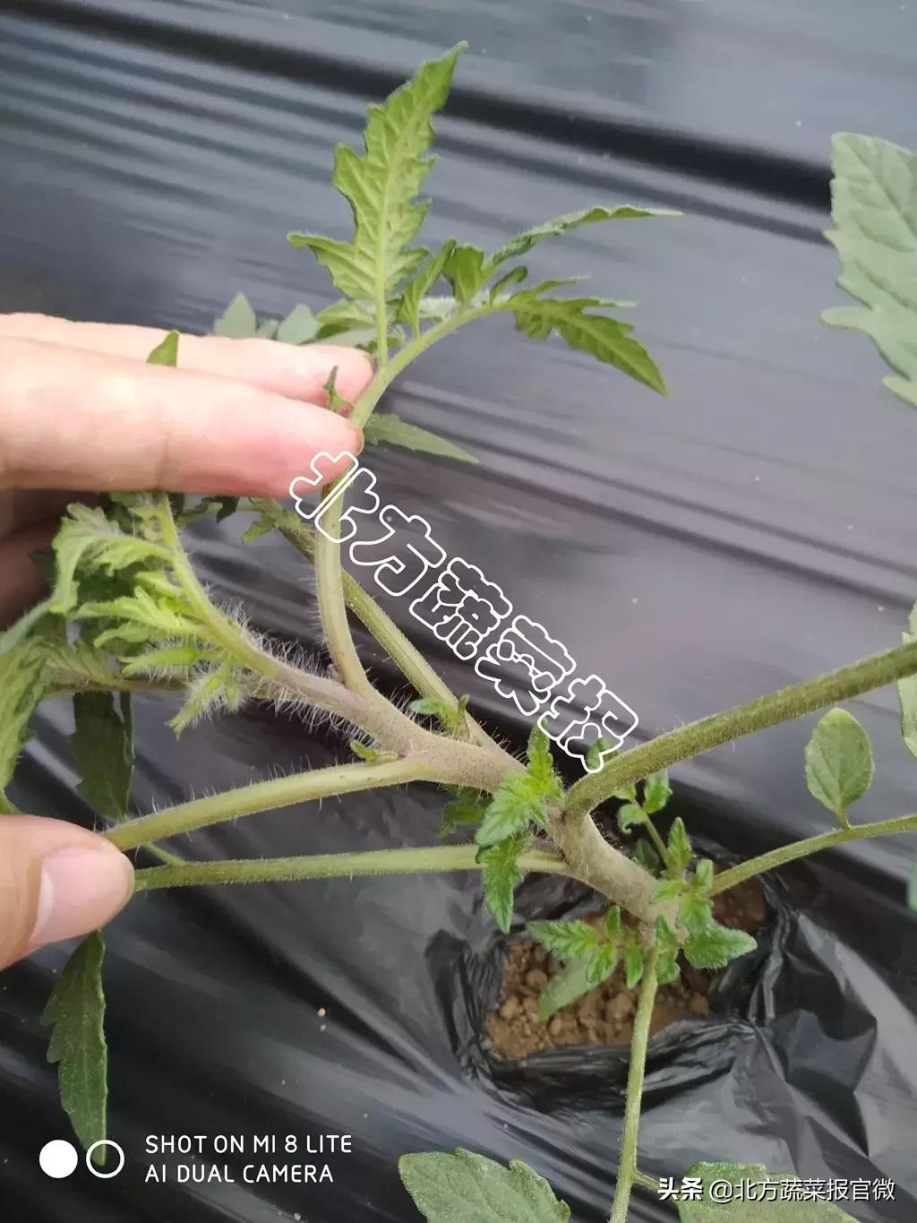 种植地膜的覆盖方法有哪些,什么地膜除草效果最好