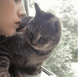 卑微的两脚兽，欢迎来到喵星人的世界