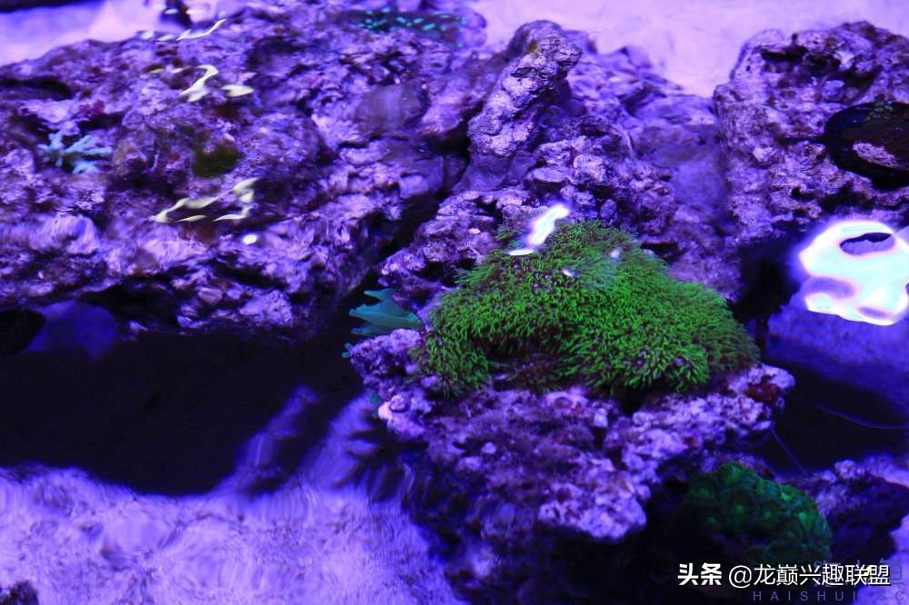 从零开始玩海缸的方法,从零开始玩海缸全过程