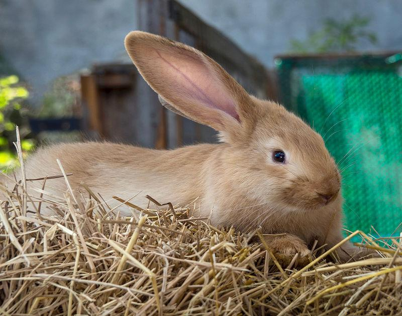 养兔技术与兔疾病防治,养兔主要防疫什么病