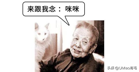 每只猫的名字都能叫出来,一只小公猫的名字