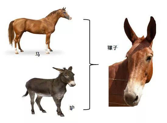 十大转基因动物,你真的了解土鸡吗