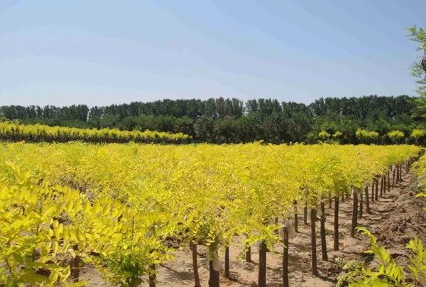 苗价最新行情消息,一类苗涨价