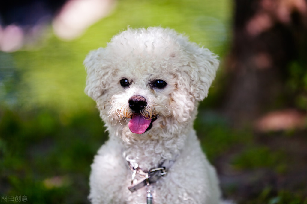 比熊有泪痕的征兆怎么办,比熊浑身长斑点什么原因