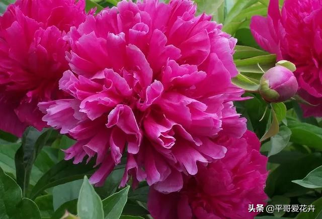 紫斑牡丹萎蔫如何管理,牡丹叶面发黄是什么原因