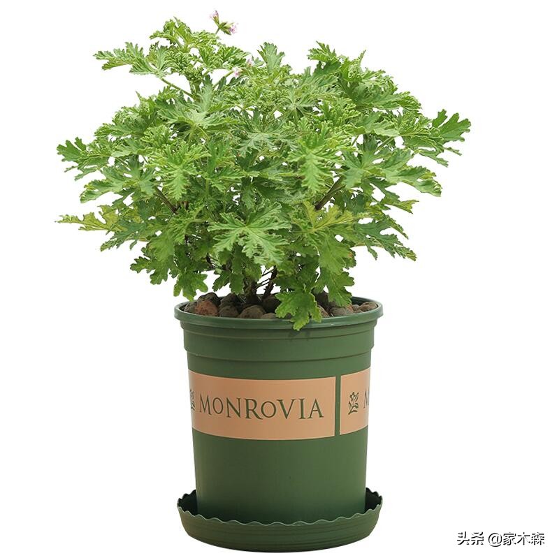 容易养活并驱蚊的植物,驱蚊虫最好的植物排行榜
