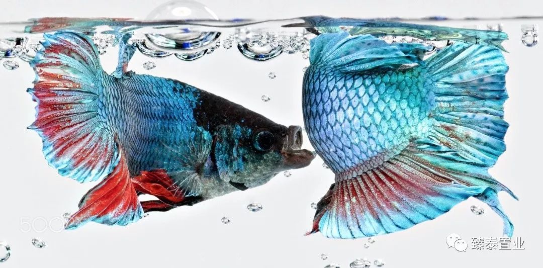 暹罗斗鱼——色与美的战舞